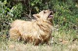 NORWICH TERRIER 090